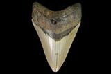 Fossil Megalodon Tooth - North Carolina #98981-1